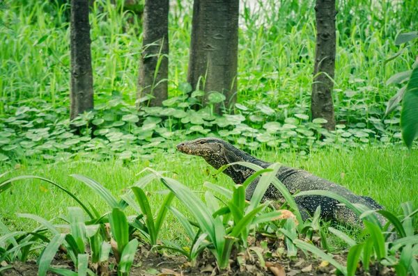 Su monitörü ya da Varanus kurtarıcısı yerde yürüyor. 