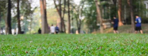 Parkta yeşil çimenler.