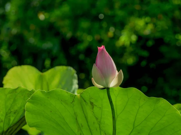 Fondo Rosa Loto Hoja Loto Una Piscina — Foto de Stock