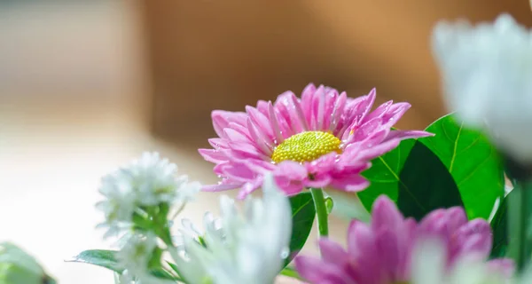 Pembe ve beyaz Gerbera.