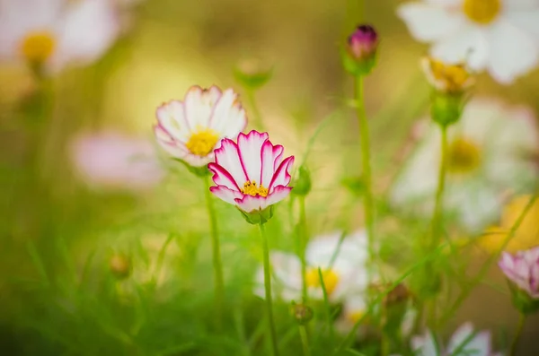 Çimenlerde büyüyen Daisy.