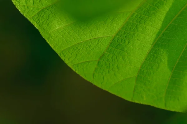 Bazı yaprakların yüzeyindeki desen