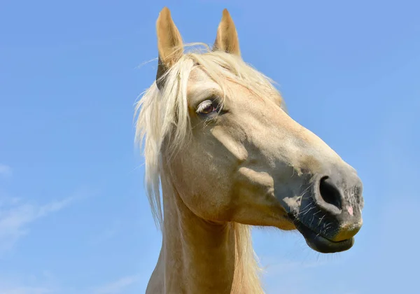 Retrato Cabeça Cavalo Branco — Fotografia de Stock