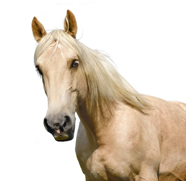 Cabeça Cavalo Isolada Branco — Fotografia de Stock