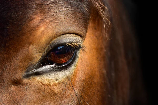 Caballo Marrón Macro Ojo — Foto de Stock