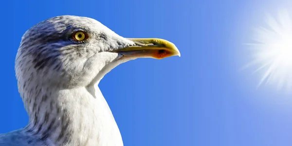 Burung Camar Putih Melihat Depan Dan Langit Biru — Stok Foto