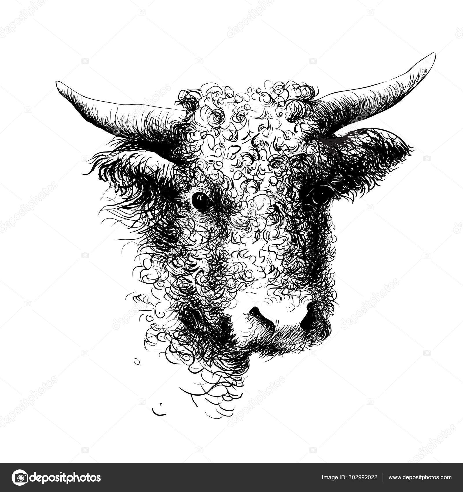 Black line bull head or ox logo Isolated on white - stock vector 2994152 |  Crushpixel