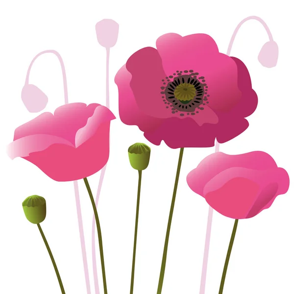 Beautiful Pink Poppies White Background Original Decorative Floral Composition — Stock Vector