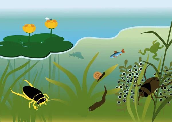 FNR-567- More than just a puddle: Understanding the pond ecosystem for  better management