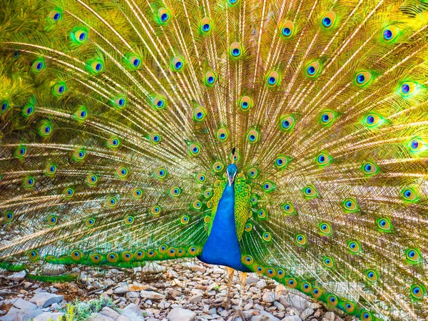 Adult Male Peacock Displaying Colorful Vibrant Feathers Vivid Blue Body — Stock Photo, Image