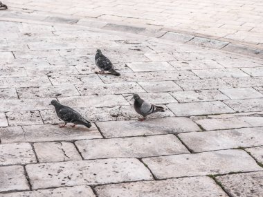 Üç vahşi güvercin kuşu Dubrovnik Hırvatistan'da eski şehir taş döşeli yollarda yiyecek için çöp çüler.