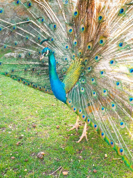 Adult Male Peacock Displaying Colorful Vibrant Feathers Vivid Blue Body — Stock Photo, Image