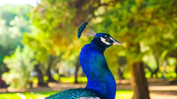 Closeup Head Shot Photograph Vibrant Colorful Adult Male Peacock Vivid — Stock Photo, Image