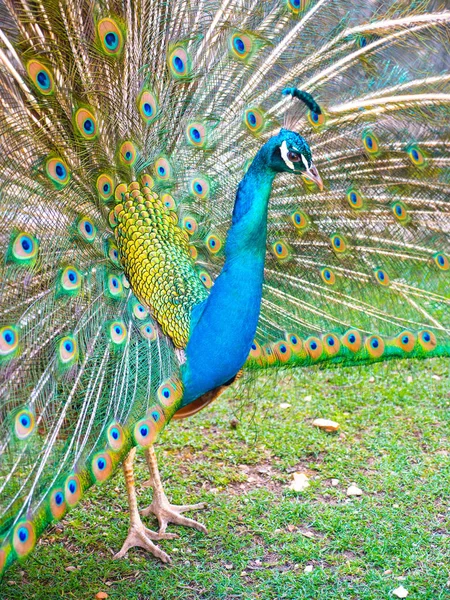 Adult Male Peacock Displaying Colorful Vibrant Feathers Vivid Blue Body — Stock Photo, Image