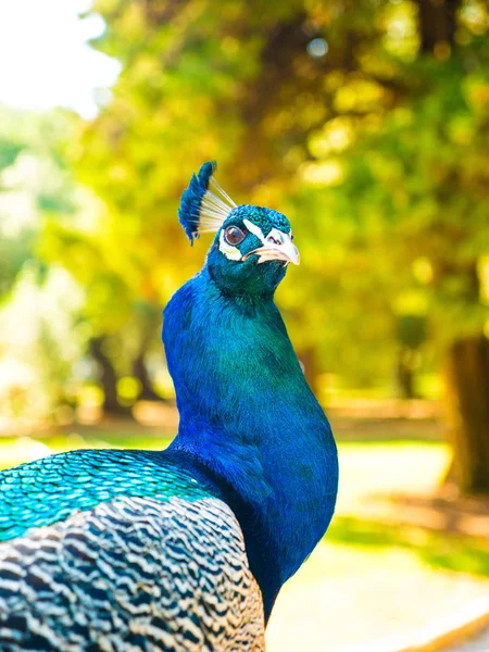 Closeup Head Shot Photograph Vibrant Colorful Adult Male Peacock Vivid — Stock Photo, Image