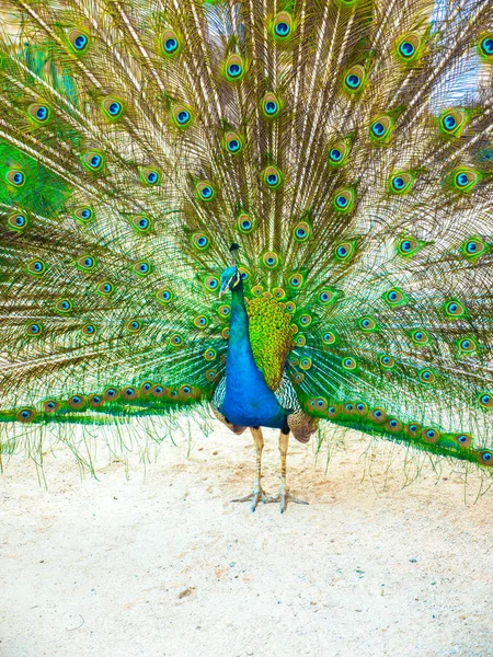 鮮やかなブルーのボディにカラフルな活気に満ちた羽と緑と黄色のネオンの色を表示する大人の男性の孔雀に広げたクロアチアのロクルム島の尾 — ストック写真