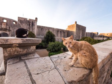Turuncu bir kedi ve siyah ve beyaz a yolunu yitirmek kedi girişlerinde birinin yakınında bir duvar duvar üstüne Dubrovnik Hırvatistan tarihi müstahkem duvar aracılığıyla eski şehre oturmak.
