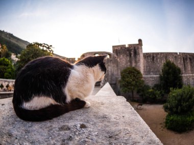 Taştan bir duvar kenarına üstüne oturan veya duvar girişlerinde birinde Dubrovnik Hırvatistan eski şehre korkuluk sokak siyah beyaz yavru kedi.