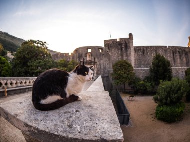 Taştan bir duvar kenarına üstüne oturan veya duvar girişlerinde birinde Dubrovnik Hırvatistan eski şehre korkuluk sokak siyah beyaz yavru kedi.