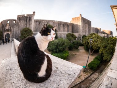Taştan bir duvar kenarına üstüne oturan veya duvar girişlerinde birinde Dubrovnik Hırvatistan eski şehre korkuluk sokak siyah beyaz yavru kedi.