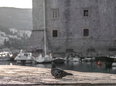 Gri bir güvercin Dubrovnik Hırvatistan bulanık bokeh arka planda ünlü tarihi duvarlı bir tekne liman somut rıhtımda boyunca renkli..