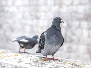 Bir çift bir duvar duvar üstünde ayakta veya Dubrovnik Hırvatistan'korkuluk vahşi gri renkli güvercin hayvan portre fotoğraf kapatmak.