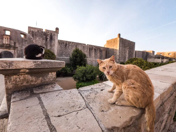 A orange cat and a black and white stray cat sit on top of a masonry wall near one of the entrances into old town through the historic fortified wall in Dubrovnik Croatia.