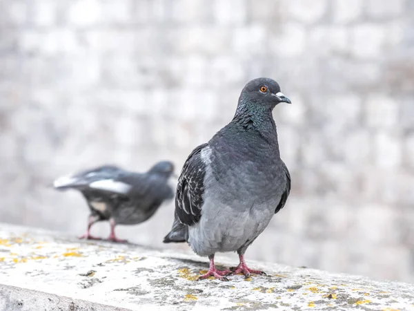 Close up animal portrait photograph of a pair of wild gray colored pigeons standing on top of a masonry wall or railing in Dubrovnik Croatia.