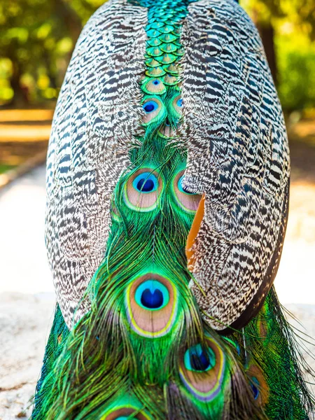 Close Adult Male Peacock Facing Away Camera Colorful Vibrant Green — Stock Photo, Image