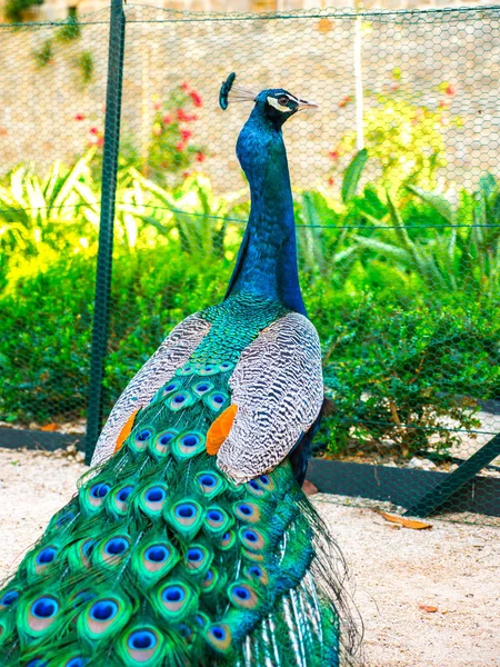 Adult Male Peacock Facing Away Camera Colorful Vibrant Feathers Vivid — Stock Photo, Image