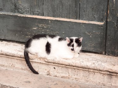 Duvar kapı orda öyle Dubrovnik Hırvatistan arka planda ahşap yıpranmış yeşil kapı ile oturan sevimli siyah beyaz yavru kedi.