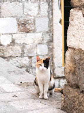 Old Town Dubrovnik Hırvatistan, sokaklarında bir siyah beyaz ve turuncu yavru kedi sabırla ve sakin bir şekilde duvar üstüne oturur adımlar.
