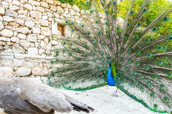 Adult Male Peacock Displaying Colorful Vibrant Feathers Vivid Blue Body — Stock Photo, Image