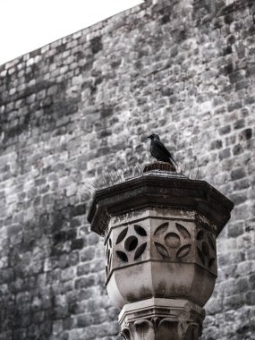 Old Town Dubrovnik Hırvatistan içine bir duvar oyma tasarım özelliği ile arka planda kazık gate yakınındaki taş duvar üstüne roosting siyah Batı küçük karga kuş oturur.