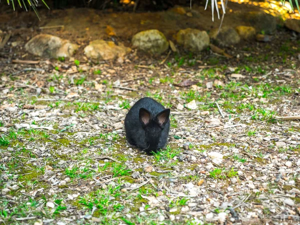 Lindo Animal Fotografía Bebé Negro Salvaje Conejo Campo Libre Sentado — Foto de Stock