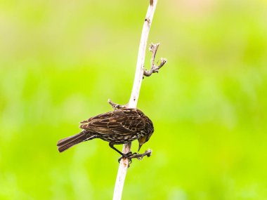 Bir kahverengi renkli kadın kırmızı - kanatlı bir küçük beyaz dikey ağaç dalı ile onun ayak bulanık ışık yeşil çim çayırda Chicago ile üzerine asılı siyah kuş kuş yaban hayatı fotoğraf yakından