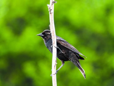 Kuş yaban hayatı fotoğraf onun ayak parmakları ile Chicago bulanık koyu yeşil ağaç yaprakları ile bir küçük beyaz dikey ağaç dalı üzerine asılı kırmızı - kanatlı blackbird yakından.