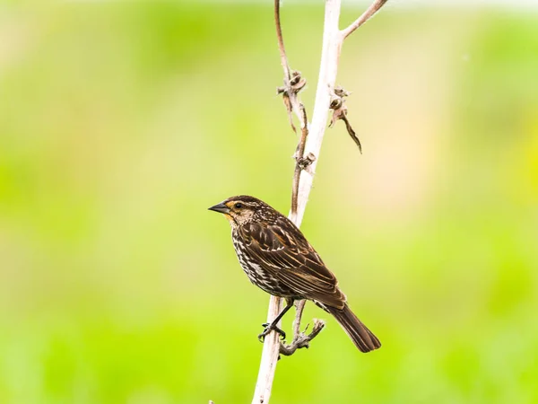 Una Fotografía Cerca Vida Silvestre Pájaro Negro Alas Rojas Hembra — Foto de Stock