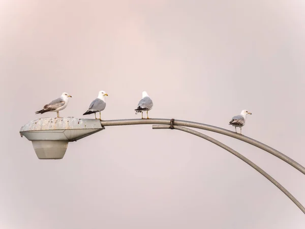 Grupo Quatro Gaivotas Sentadas Cima Velho Pólo Luz Metal Cor — Fotografia de Stock