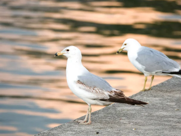 Two Seagulls Sitting Edge Curved Concrete Walkway Surrounding Montrose Boat — Stock Photo, Image