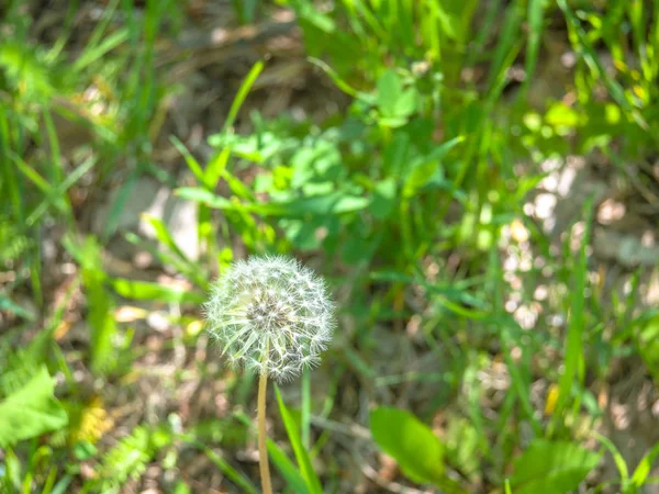 ぼやけた緑の草と背景に種をまくために行く単一の白いタンポポの花の美しいマクロ写真 — ストック写真