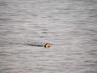 Bir köpek dışarı yüzüyor ve suyun üstünde onun baş yapışkanlık ile Michigan Gölü'sahibi tarafından atılan top ve top olarak ağzında köpek kürekler kıyıya geri alır.