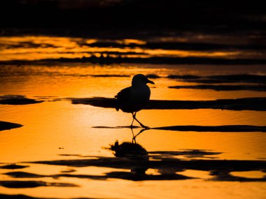 Parlak turuncu ve sarı tonlar ve kuş ve kum Chicago Michigan Gölü üzerinde karanlık siluetleri ile gün batımında kumlu bir plaj üzerine düşünceler ile bir su birikintisi içinde bekleyen bir tek martı fotoğrafı