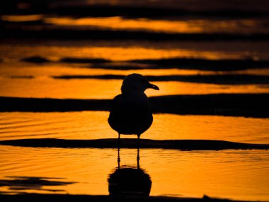 Parlak turuncu ve sarı tonlar ve kuş ve kum Chicago Michigan Gölü üzerinde karanlık siluetleri ile gün batımında kumlu bir plaj üzerine düşünceler ile bir su birikintisi içinde bekleyen bir tek martı fotoğrafı