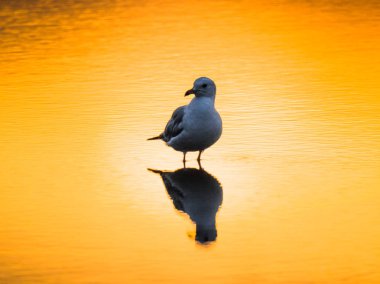 Bir tek martı ayakta su ile bir plaj üzerine düşünceler azıyorum batımında parlak turuncu ve sarı tonlar Chicago fotoğrafı.