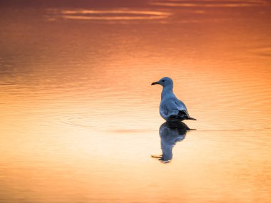 Chicago suda kapalı Zıplayan aydınlatma, parlak turuncu ve sarı renk tonu ile gün batımında Montrose Plajı'nda yansıtılmış yansıması ile su birikintisi içinde ayakta tek kişilik bir martı fotoğrafı.