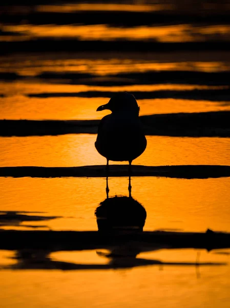 Fotografi Enda Seagull Stående Pöl Med Reflektioner Sandstrand Vid Solnedgången — Stockfoto