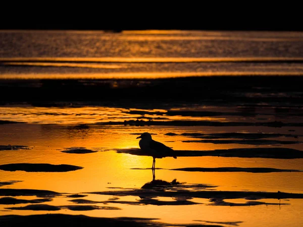 Photograph Single Seagull Standing Puddle Reflections Sandy Beach Sunset Bright — Stock Photo, Image