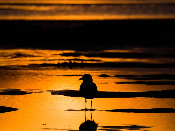 Parlak turuncu ve sarı tonlar ve kuş ve kum Chicago Michigan Gölü üzerinde karanlık siluetleri ile gün batımında kumlu bir plaj üzerine düşünceler ile bir su birikintisi içinde bekleyen bir tek martı fotoğrafı
