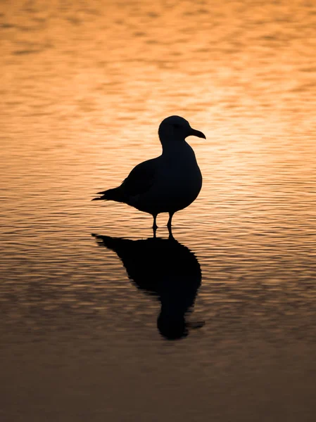 Fotografia Uma Silhueta Gaivota Preta Uma Poça Água Com Reflexo — Fotografia de Stock